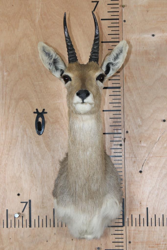 MOUNTAIN REEDBUCK Shoulder Mount: Nice MOUNTAIN REEDBUCK Shoulder Mount. The Left Horn measures 7" Long and the Right Horn measures 6 7/8" Long. It is in Good Condition. TAXIDERMY 