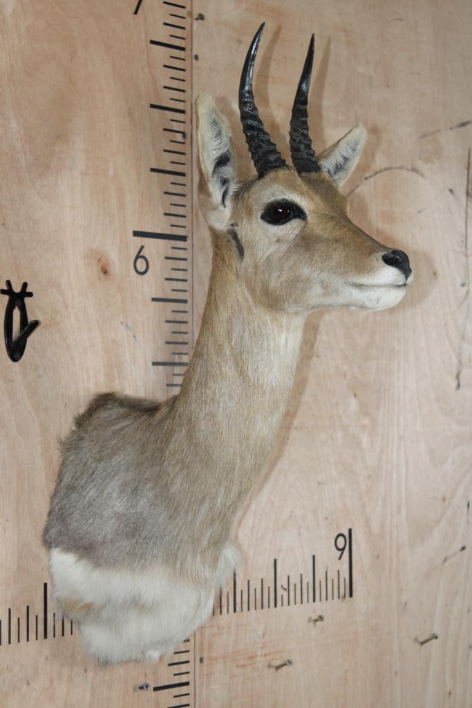 MOUNTAIN REEDBUCK Shoulder Mount - 2