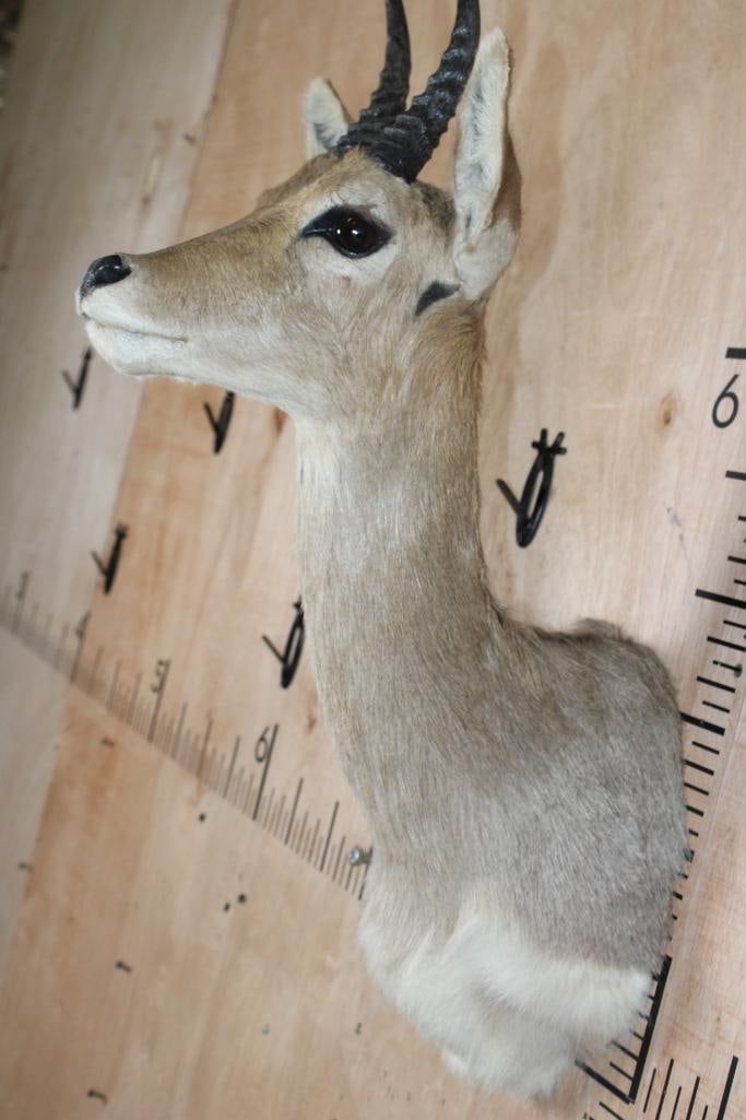 MOUNTAIN REEDBUCK Shoulder Mount - 4