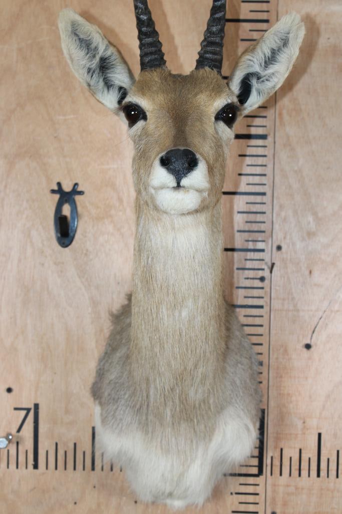 MOUNTAIN REEDBUCK Shoulder Mount - 5