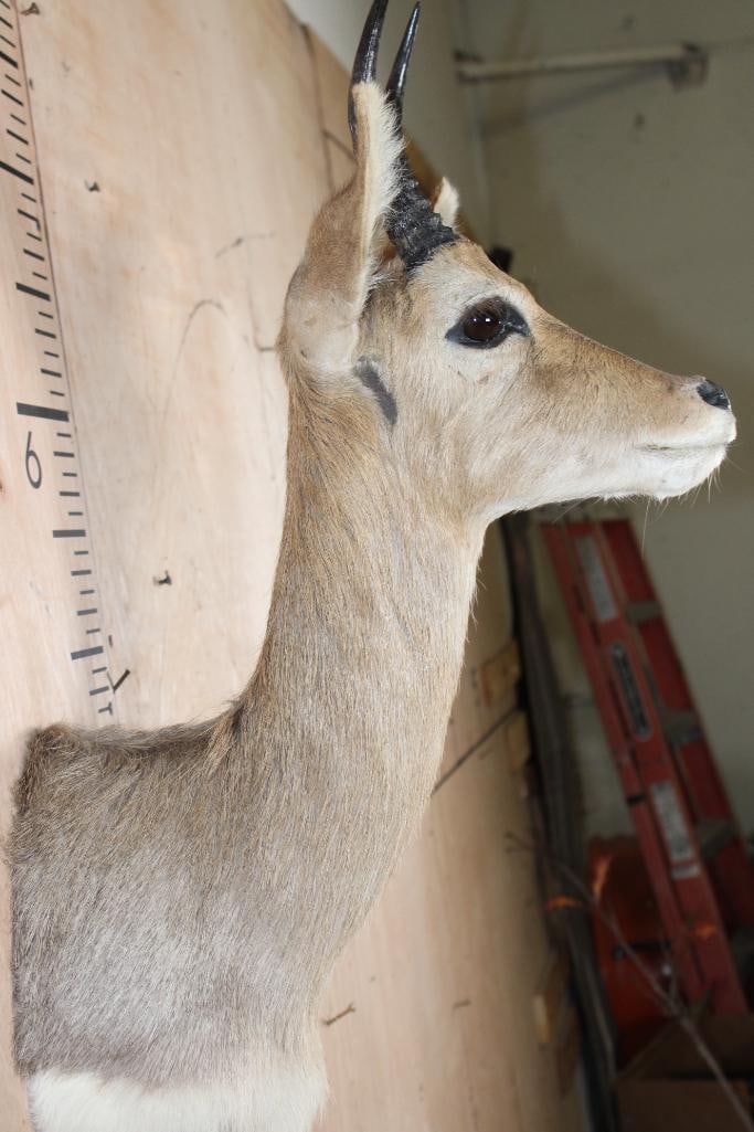 MOUNTAIN REEDBUCK Shoulder Mount - 6