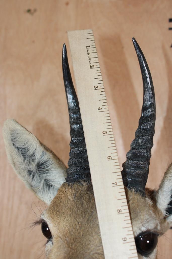 MOUNTAIN REEDBUCK Shoulder Mount - 7