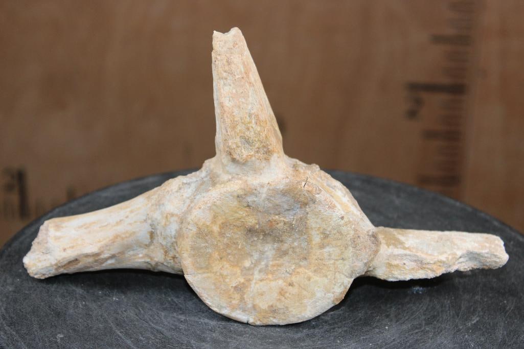 Big Fossilized MOSASAUR Vertebrae Specimen: Fossilized MOSASAURUS VERTEBRAE from Morocco. It measures 10" Long x 5.75" Tall x 2.25" Thick and the Total Weight is 1 lb 8 oz. Mosasaur vertebrae are Cretaceous-era fossils from giant marine reptile