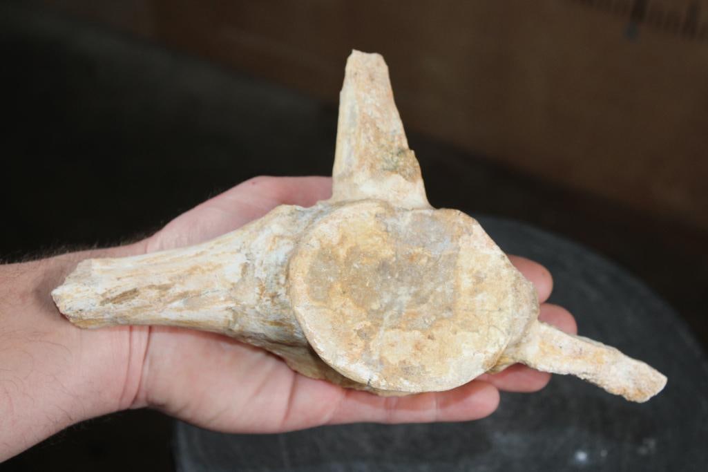 Big Fossilized MOSASAUR Vertebrae Specimen - 2