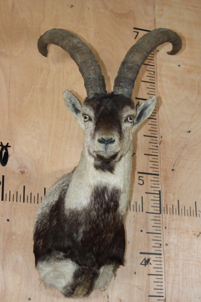 SPANISH GREDOS IBEX Shoulder Mount: Nice and Clean SPANISH GREDOS IBEX Shoulder Mount. The Left Horn measures 24.25" Long and the Right Horn measures 23" Long. It is in Good Condition. TAXIDERMY 