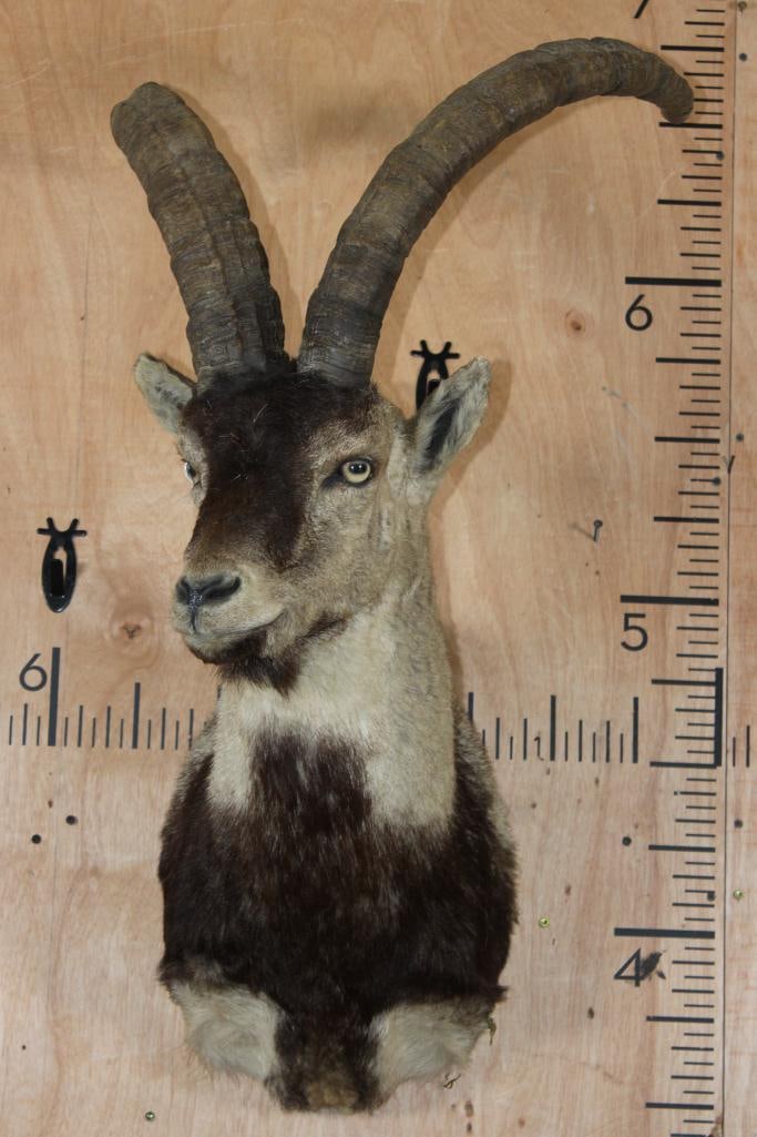 SPANISH GREDOS IBEX Shoulder Mount - 2