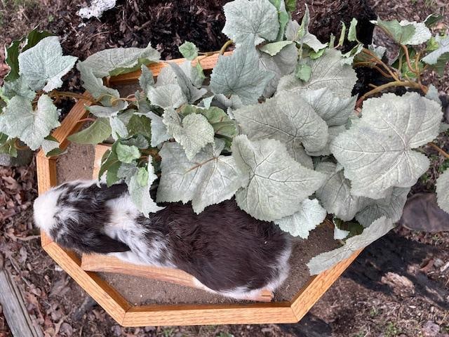 Life-sized Black and White EASTER BUNNY in a Decorative Habitat Base - 4