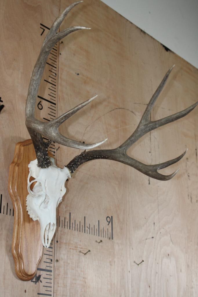 10-Point MULE DEER Skull on a Wood Plaque - 3