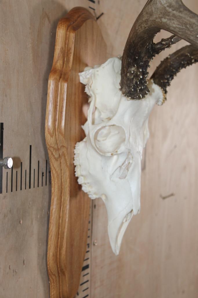 10-Point MULE DEER Skull on a Wood Plaque - 4
