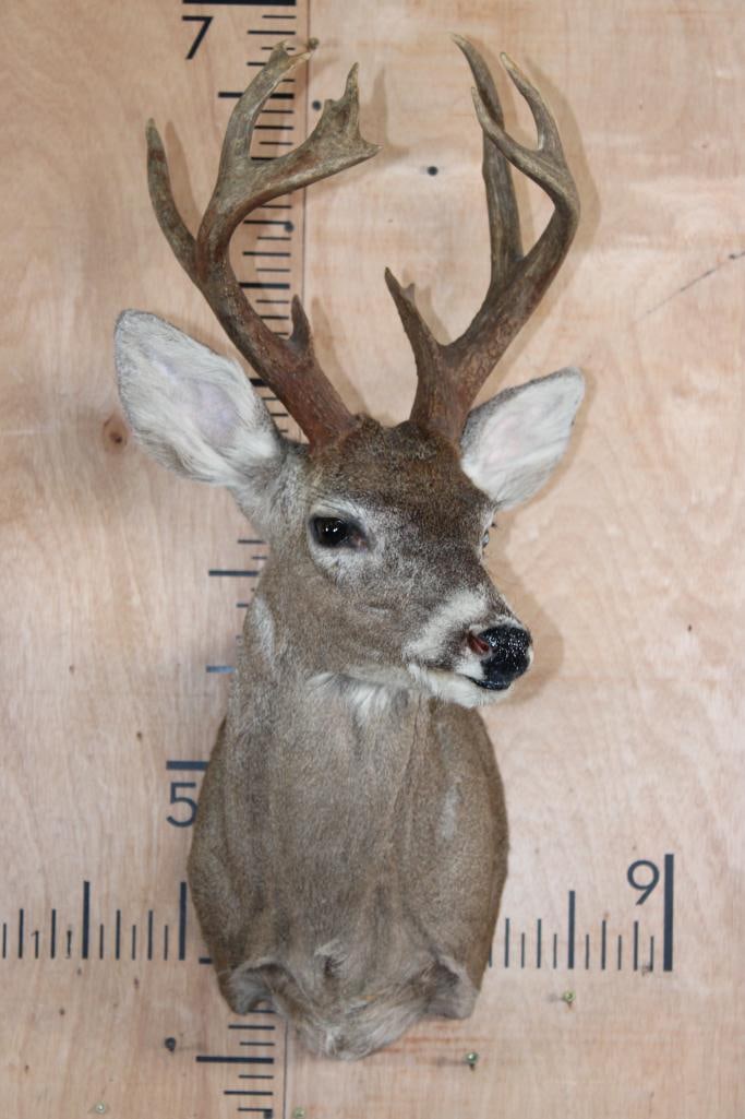 Little 9-Point WHITETAIL DEER Shoulder Mount - 2