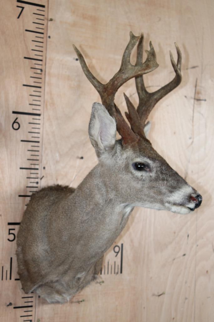 Little 9-Point WHITETAIL DEER Shoulder Mount - 3