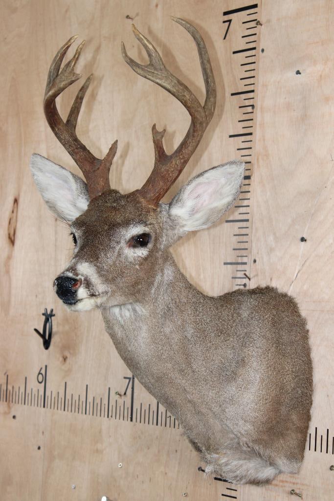Little 9-Point WHITETAIL DEER Shoulder Mount - 4
