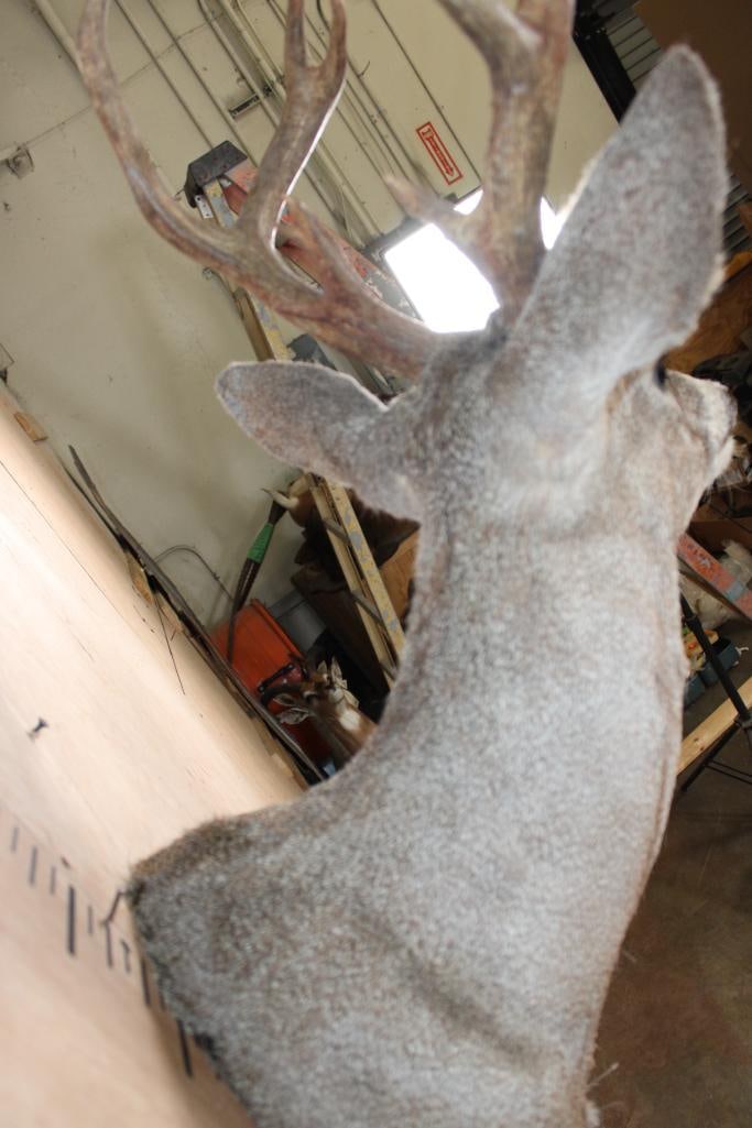 Little 9-Point WHITETAIL DEER Shoulder Mount - 7