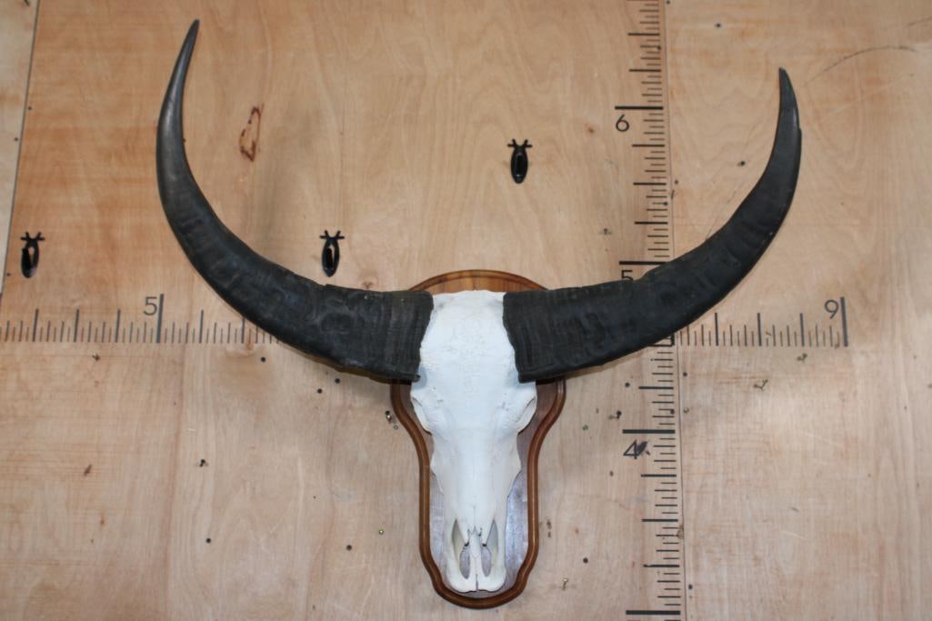 Big WATER BUFFALO Skull on a Wood Plaque: Big WATER BUFFALO Skull with a 40" Spread mounted on a Wood Plaque. The Left Horn is Removable, and it has All its Teeth. TAXIDERMY SKULLS 