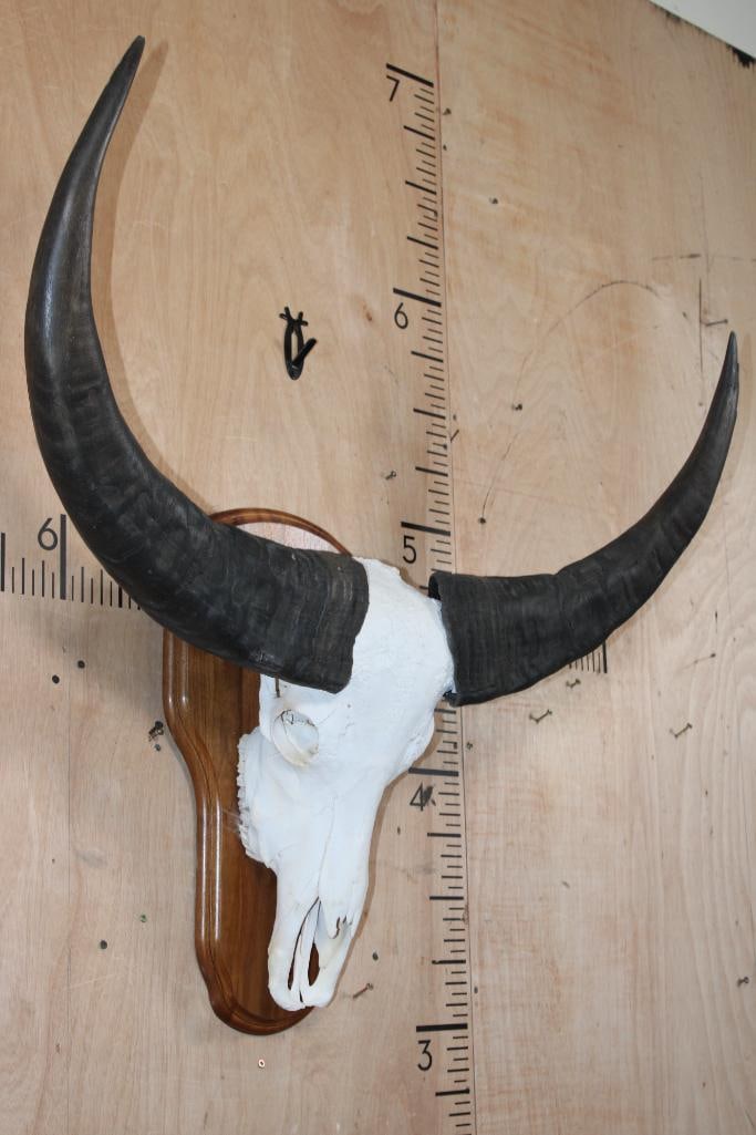 Big WATER BUFFALO Skull on a Wood Plaque - 2