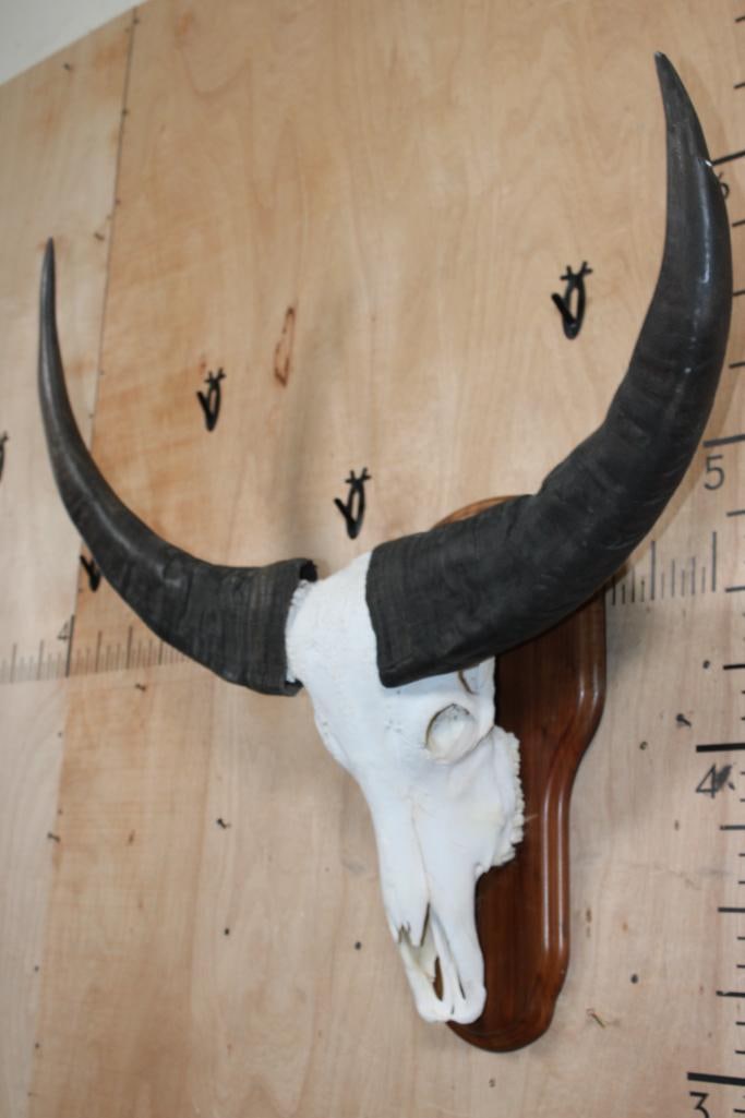 Big WATER BUFFALO Skull on a Wood Plaque - 3