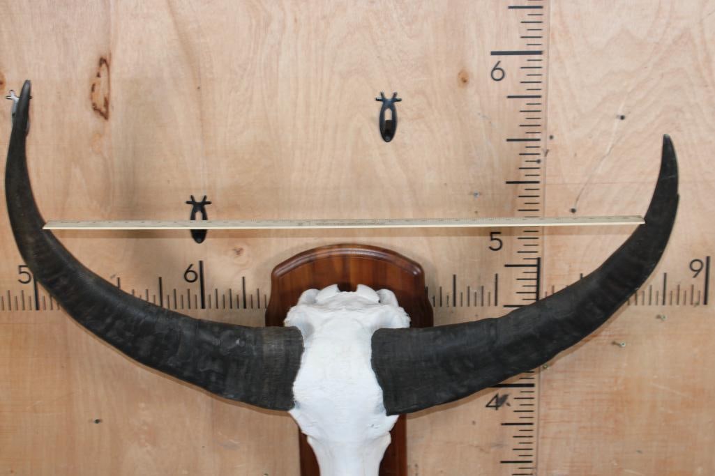 Big WATER BUFFALO Skull on a Wood Plaque - 4