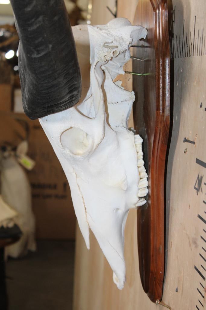 Big WATER BUFFALO Skull on a Wood Plaque - 5