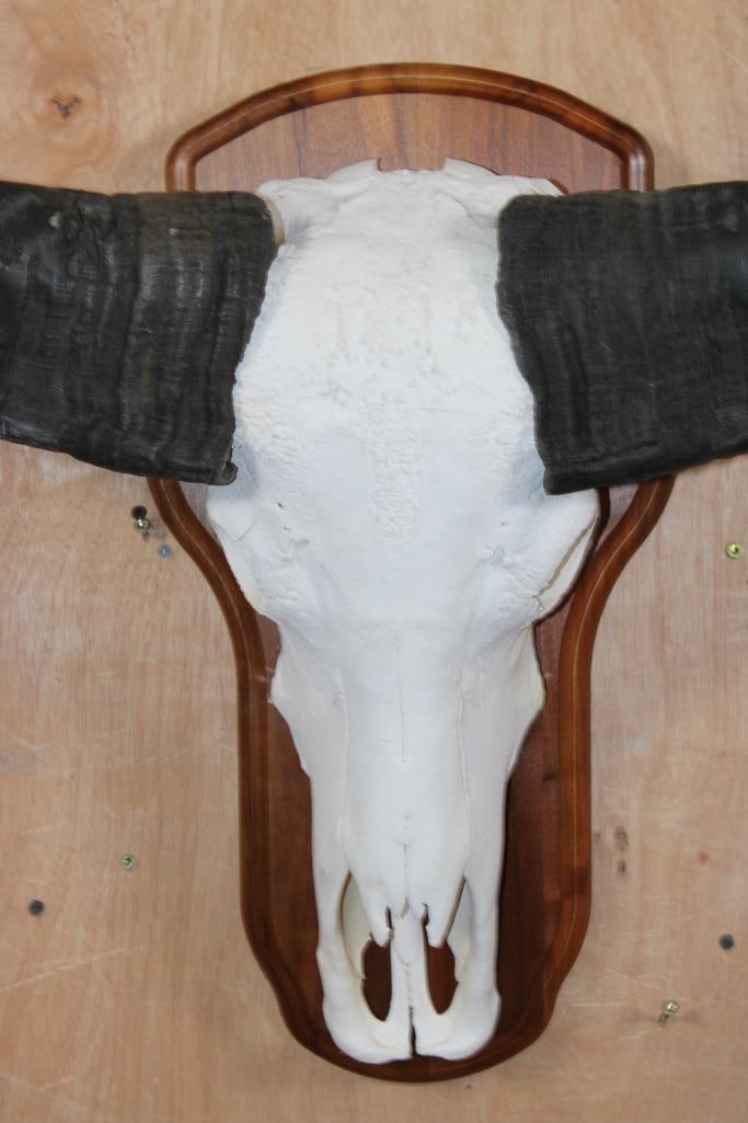 Big WATER BUFFALO Skull on a Wood Plaque - 6