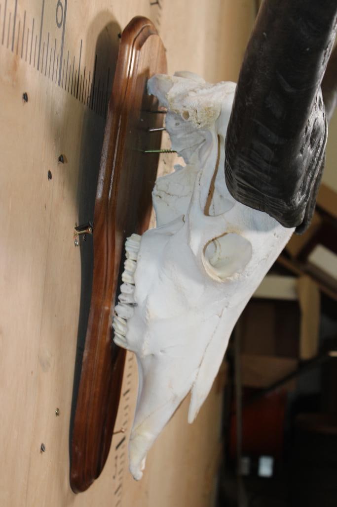 Big WATER BUFFALO Skull on a Wood Plaque - 7