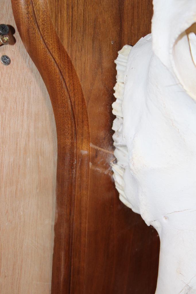 Big WATER BUFFALO Skull on a Wood Plaque - 8