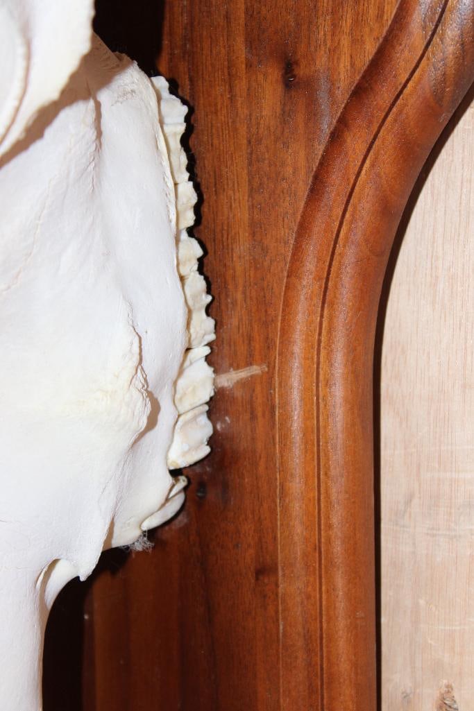 Big WATER BUFFALO Skull on a Wood Plaque - 9