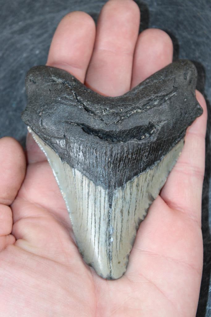 XL MEGALODON SHARK Tooth Fossil: XL MEGALODON SHARK Tooth Fossil. It measures 4.5" Long from the Top Corner to the Tip and the Total Weight is 6 oz. MEGALODON SHARK TEETH 