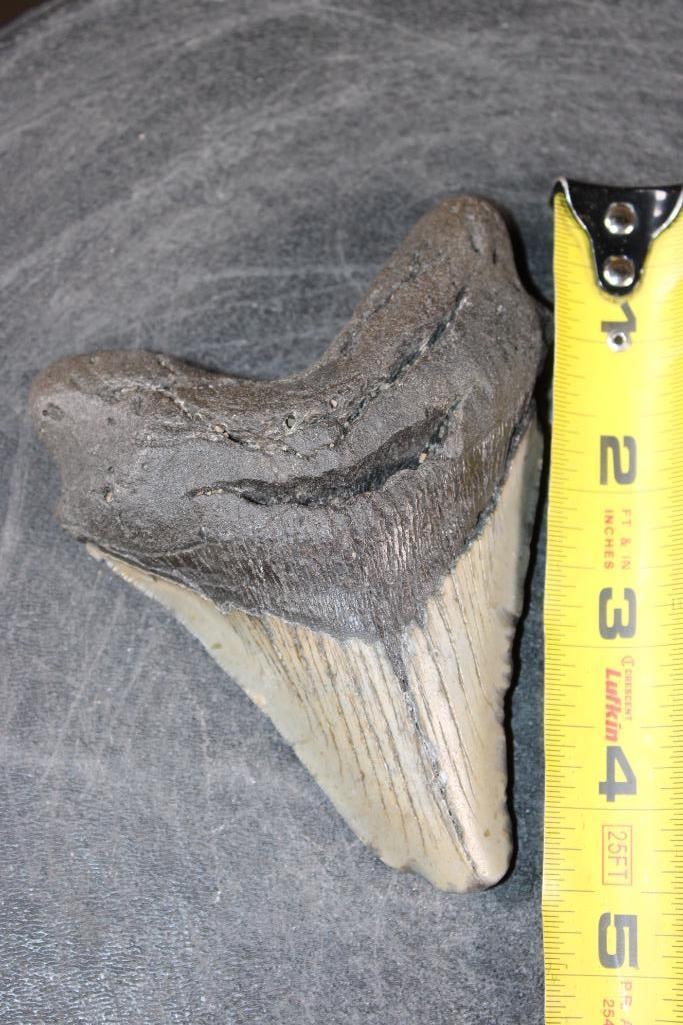 XL MEGALODON SHARK Tooth Fossil - 2