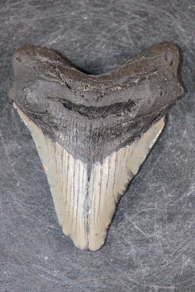 XL MEGALODON SHARK Tooth Fossil - 3
