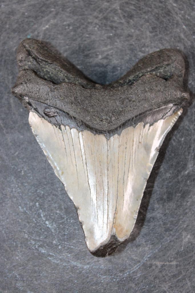 XL MEGALODON SHARK Tooth Fossil - 4