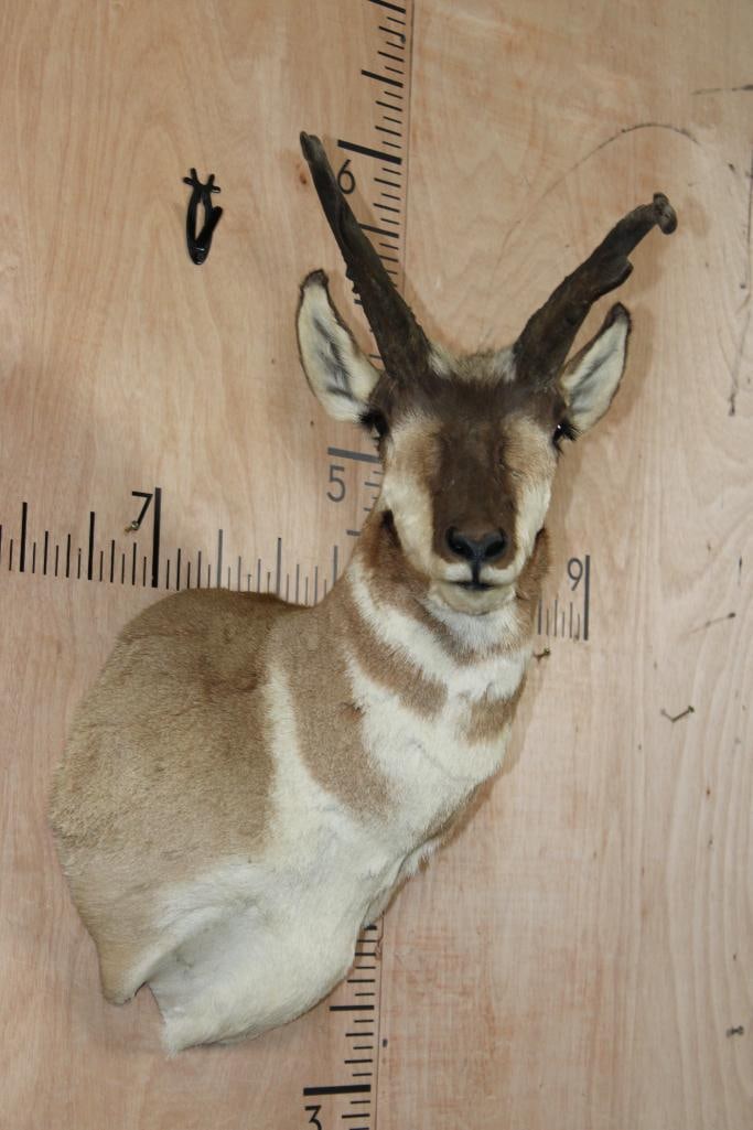 PRONGHORN Shoulder Mount with Unique Non-Typical Prongs: Nice and Newer PRONGHORN Shoulder Mount. It has unique Non-Typical Prongs and is in Good Condition. TAXIDERMY 