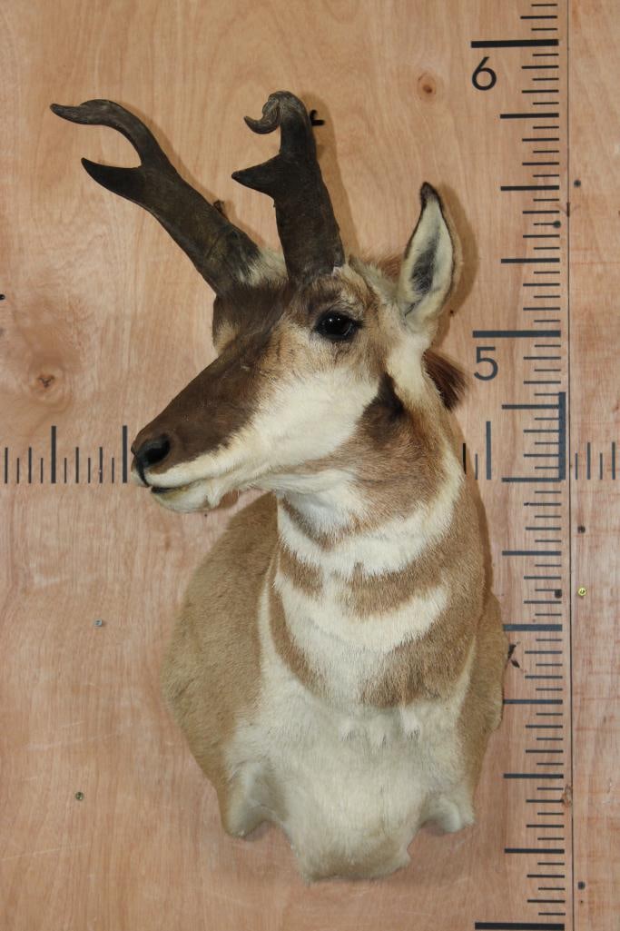 PRONGHORN Shoulder Mount with Unique Non-Typical Prongs - 2