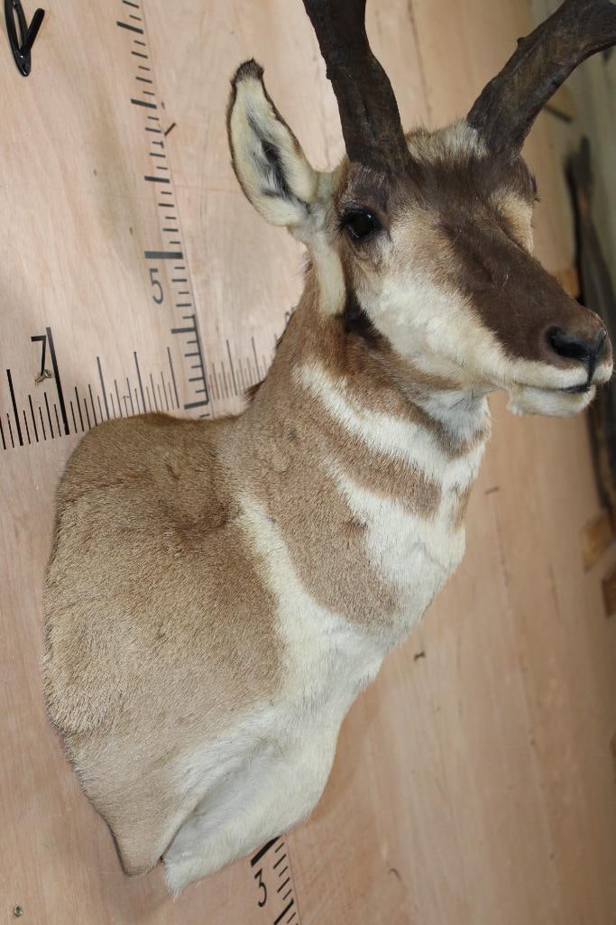 PRONGHORN Shoulder Mount with Unique Non-Typical Prongs - 5