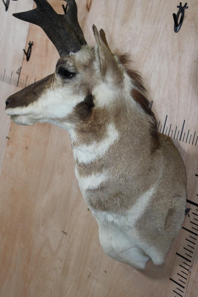 PRONGHORN Shoulder Mount with Unique Non-Typical Prongs - 7