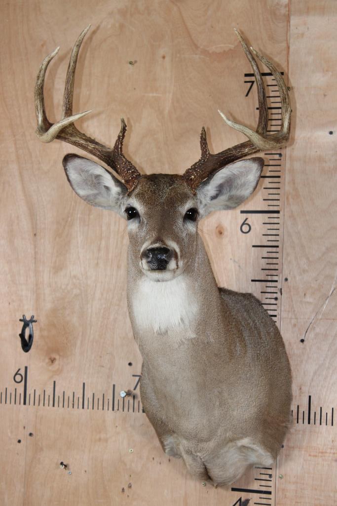 8-Point WHITETAIL DEER Shoulder Mount: 8-Point WHITETAIL DEER Shoulder Mount with a 19.5" Spread. It has a small rub on the chest, otherwise it is in Good Condition. TAXIDERMY 