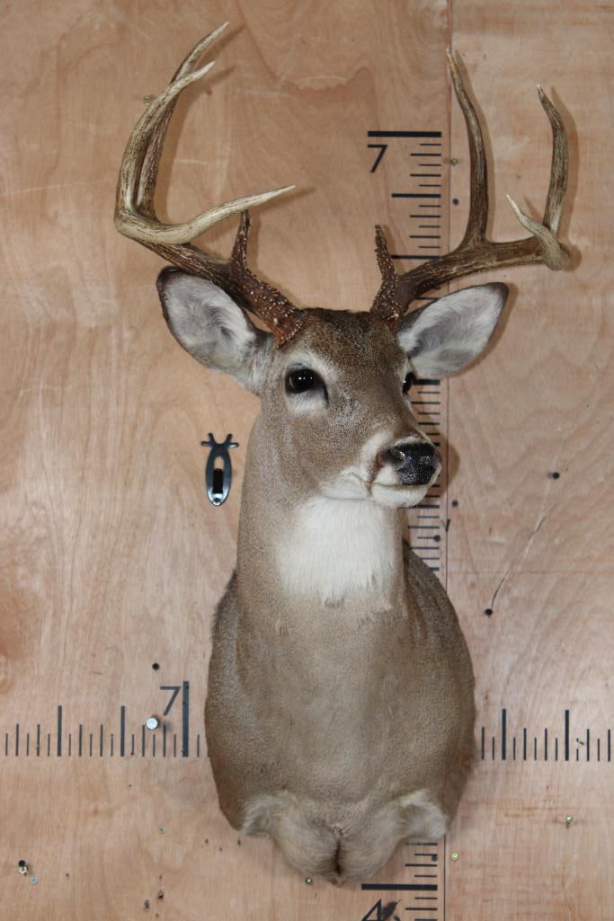 8-Point WHITETAIL DEER Shoulder Mount - 2