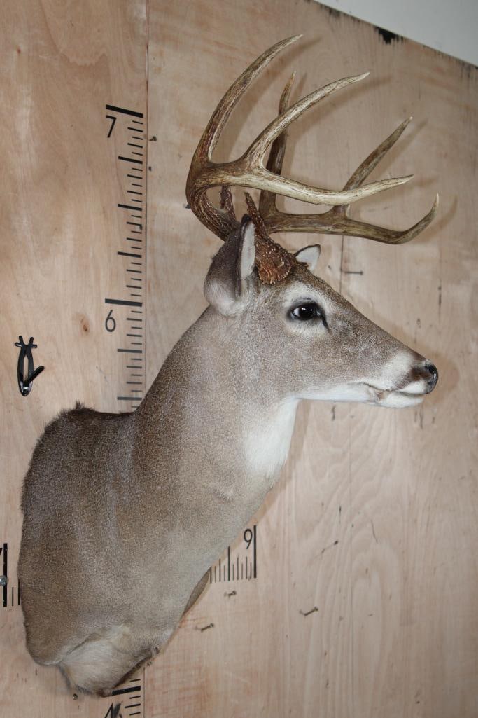 8-Point WHITETAIL DEER Shoulder Mount - 3