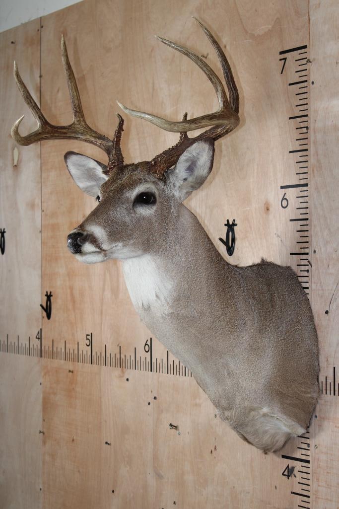 8-Point WHITETAIL DEER Shoulder Mount - 4