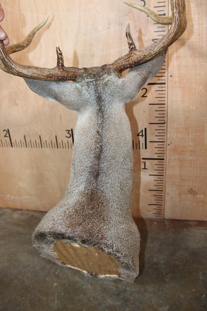 8-Point WHITETAIL DEER Shoulder Mount - 5