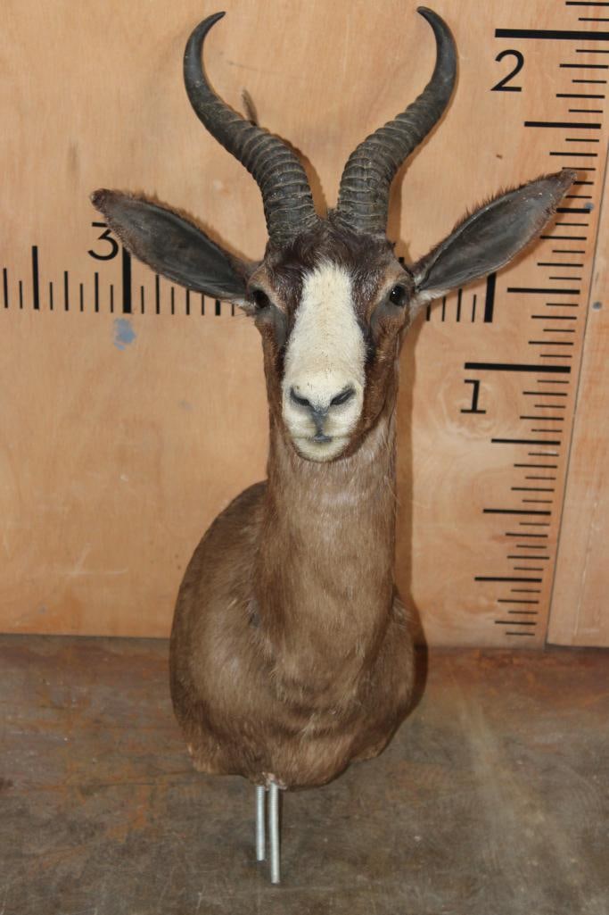 CHOCOLATE SPRINGBOK Pedestal Mount (No Pedestal) (1 of 8)