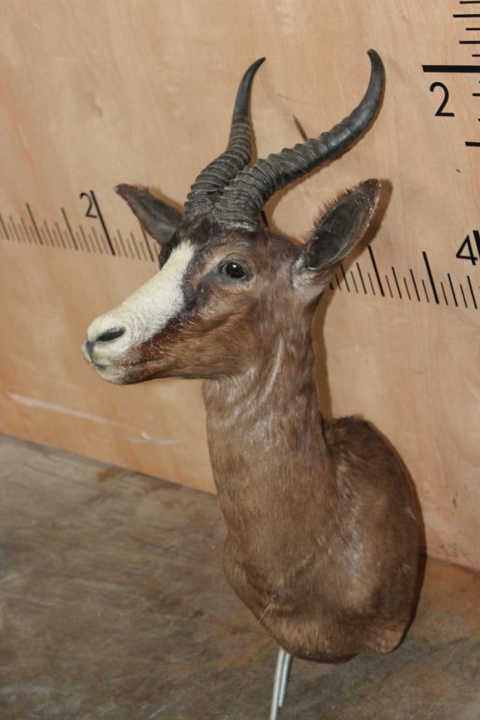 CHOCOLATE SPRINGBOK Pedestal Mount (No Pedestal) - 2