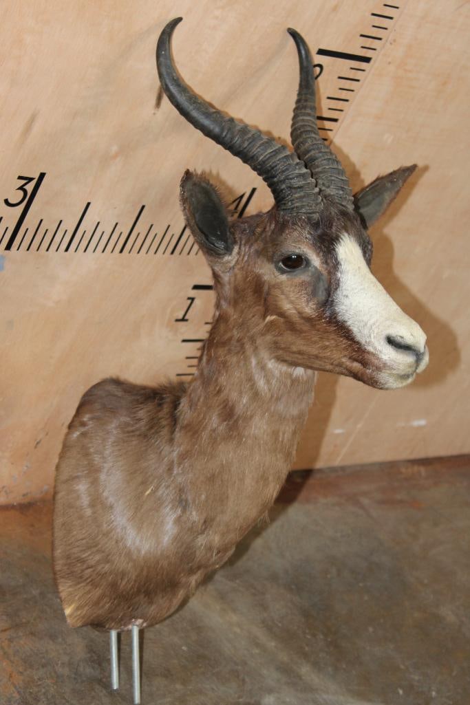 CHOCOLATE SPRINGBOK Pedestal Mount (No Pedestal) - 3