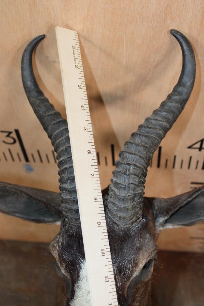 CHOCOLATE SPRINGBOK Pedestal Mount (No Pedestal) - 7