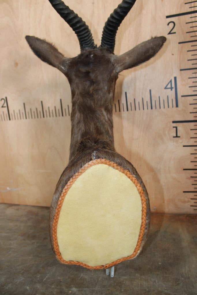 CHOCOLATE SPRINGBOK Pedestal Mount (No Pedestal) - 8