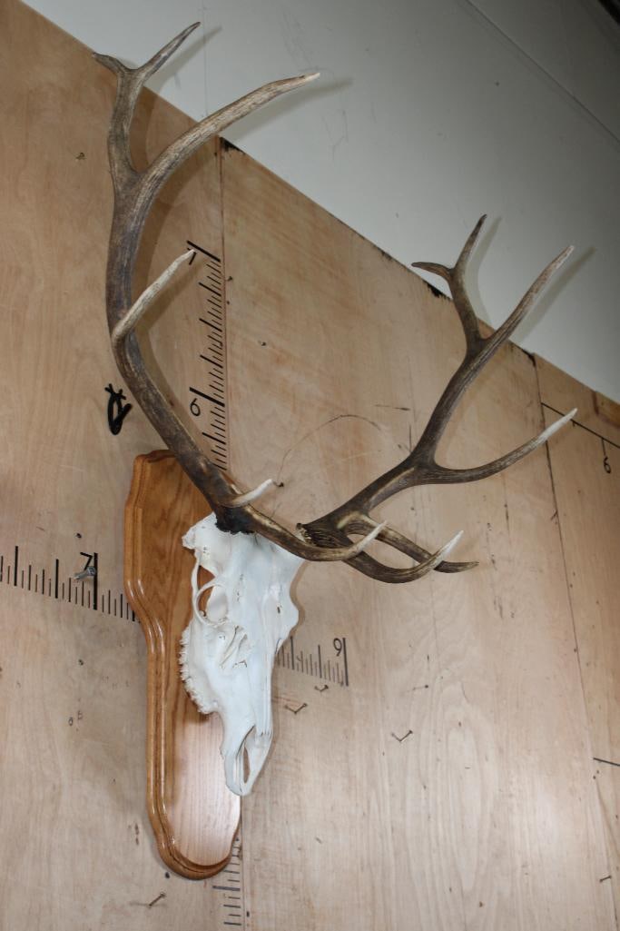 A-Grade 12-Point ELK Skull on a Wood Plaque - 2