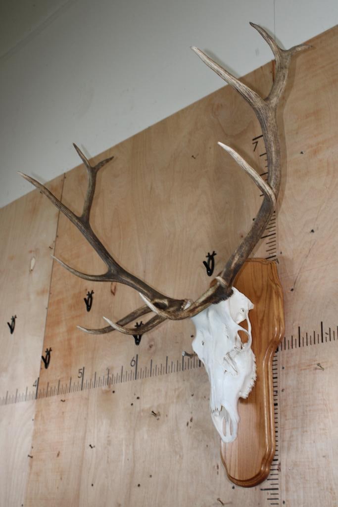 A-Grade 12-Point ELK Skull on a Wood Plaque - 3