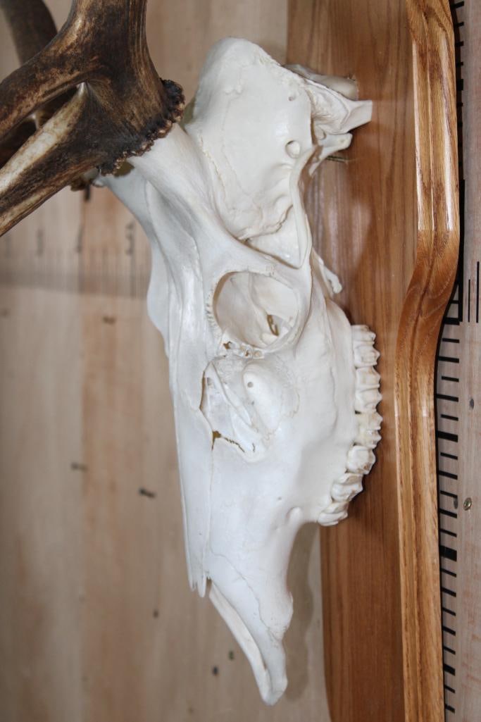 A-Grade 12-Point ELK Skull on a Wood Plaque - 4