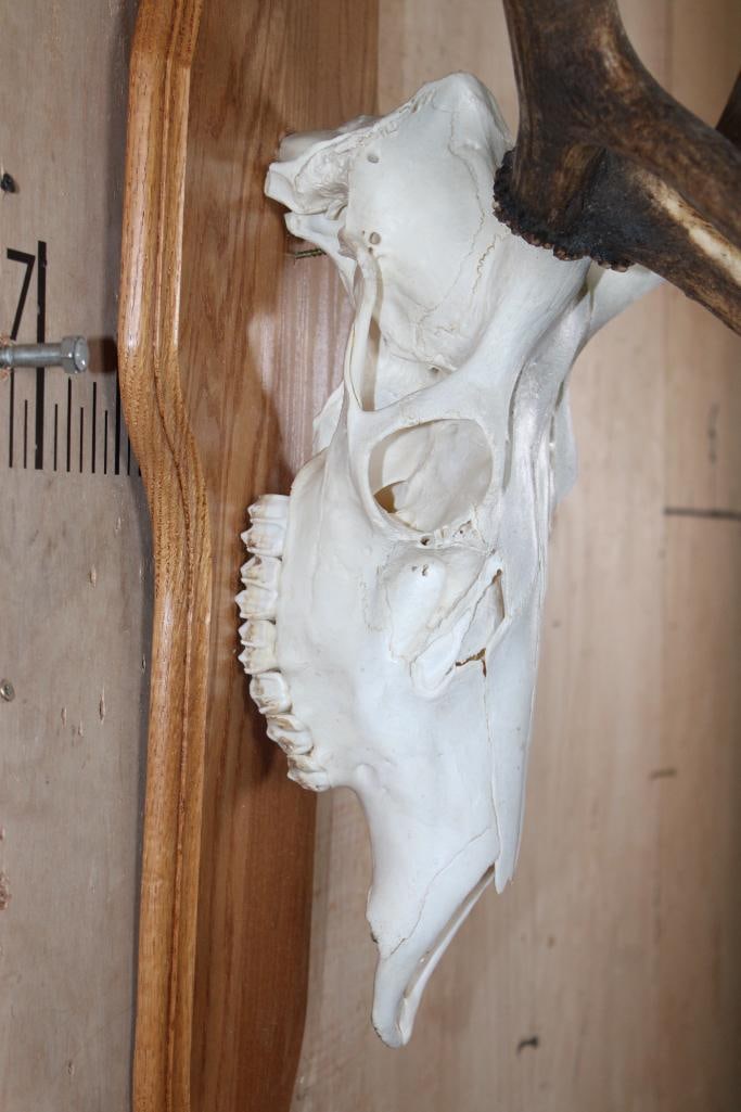A-Grade 12-Point ELK Skull on a Wood Plaque - 6