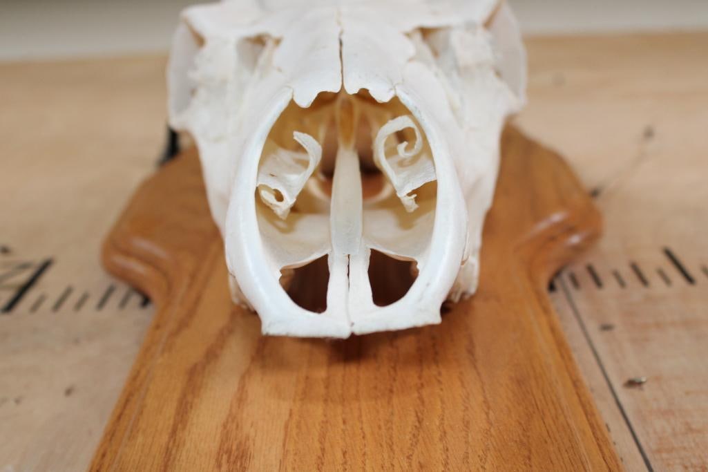 A-Grade 12-Point ELK Skull on a Wood Plaque - 7