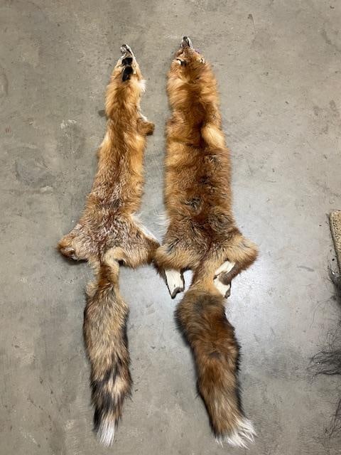 (2) *New* XL Soft and Tanned RED FOX Hides or Furs - 2